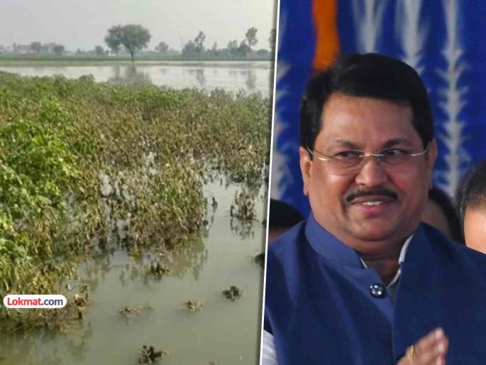 provide 50 thousand rupees per hectare assistance to soybean farmers Vijay Vadettiwar's letter to the Agriculture Minister | सोयाबीन शेतकऱ्यांना प्रतिहेक्टरी ५० हजार मदत द्या; विजय वडेट्टीवारांचे कृषिमंत्र्यांना पत्र