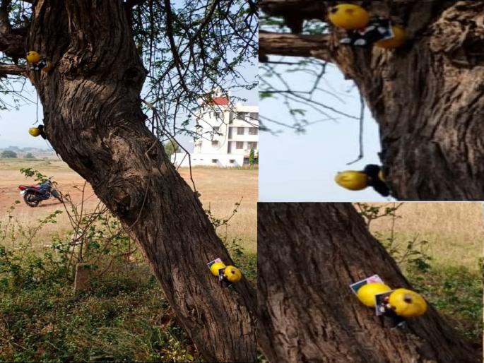 Black magic in Wadgaon, Black dolls lemons and nails on family photos with people representatives | वडगावात जादुटोण्याच्या प्रकाराने खळबळ! लोकप्रतिनिधीसह कुटुंबीयांच्या फोटोला काळ्या बाहुल्या, लिंबू अन् खिळे Black magic in Wadgaon, Black dolls lemons and nails on family photos with people representatives | वडगावात जादुटोण्याच्या प्रकाराने खळबळ! लोकप्रतिनिधीसह कुटुंबीयांच्या फोटोला काळ्या बाहुल्या, लिंबू अन् खिळे