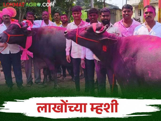 Lakhs worth of livestock in the market of Vadgaon There was a turnover of three crores | वडगावच्या बाजारात लाखोंचे पशुधन.. झाली तीन कोटींची उलाढाल Lakhs worth of livestock in the market of Vadgaon There was a turnover of three crores | वडगावच्या बाजारात लाखोंचे पशुधन.. झाली तीन कोटींची उलाढाल