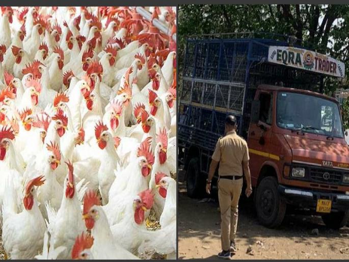 12 lakh worth of goods looted by thieves chickens broiler tempo looted | पुण्यात कोंबडी चोरांचा सुळसुळाट! चोरट्यांनी चक्क कोंबड्यांनी भरलेला टेम्पोच लुटला 12 lakh worth of goods looted by thieves chickens broiler tempo looted | पुण्यात कोंबडी चोरांचा सुळसुळाट! चोरट्यांनी चक्क कोंबड्यांनी भरलेला टेम्पोच लुटला
