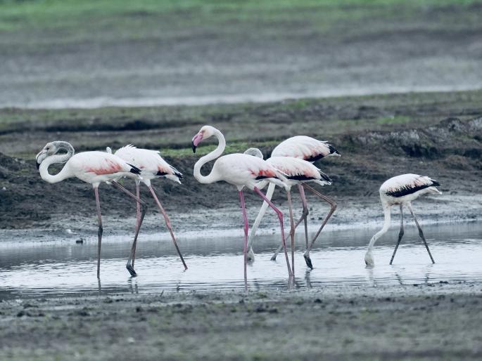 Flamingos enter Yeralwadi lake Satara district | Satara News: येरळवाडी तलावात फ्लेमिंगो दाखल, पक्षीप्रेमींमध्ये आनंदाचे वातावरण Flamingos enter Yeralwadi lake Satara district | Satara News: येरळवाडी तलावात फ्लेमिंगो दाखल, पक्षीप्रेमींमध्ये आनंदाचे वातावरण
