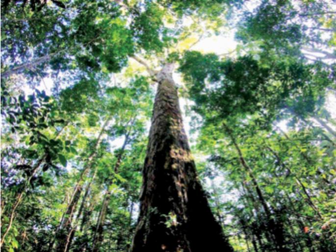 The height of a 25-storey building and a 400-year-old tree in amazon Forest | २५ मजली इमारतीएवढी उंची अन् ४०० वर्षे वयाचे झाड ! The height of a 25-storey building and a 400-year-old tree in amazon Forest | २५ मजली इमारतीएवढी उंची अन् ४०० वर्षे वयाचे झाड !