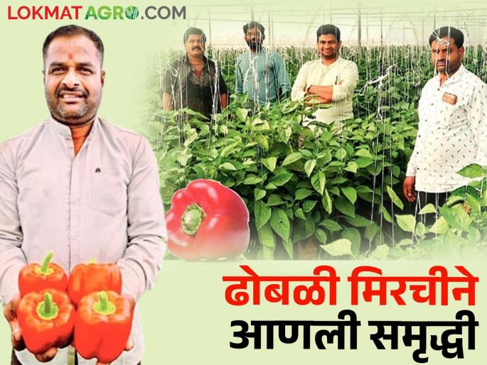 The coarse chillies from the polyhouse brought color to the Vagdare brothers' farm | पॉलीहाऊसमधील ढोबळी मिरचीने वागदरे बंधूंच्या शेतीला आली रंगत The coarse chillies from the polyhouse brought color to the Vagdare brothers' farm | पॉलीहाऊसमधील ढोबळी मिरचीने वागदरे बंधूंच्या शेतीला आली रंगत
