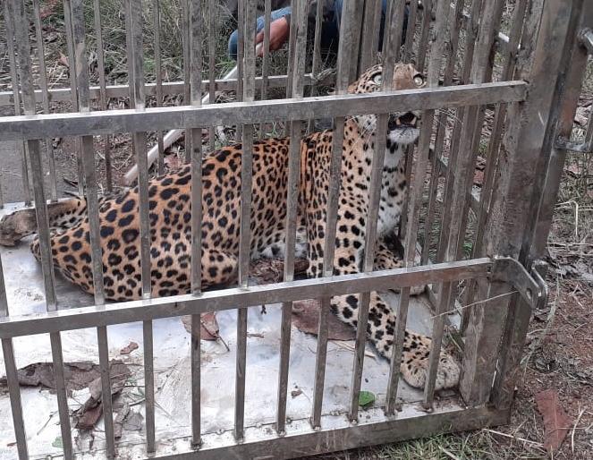 Finally the leopard got stuck in the cage; Incidents in Gondia district | अखेर बिबट्या अडकला पिंजऱ्यात; गोंदिया जिल्ह्यातील घटना