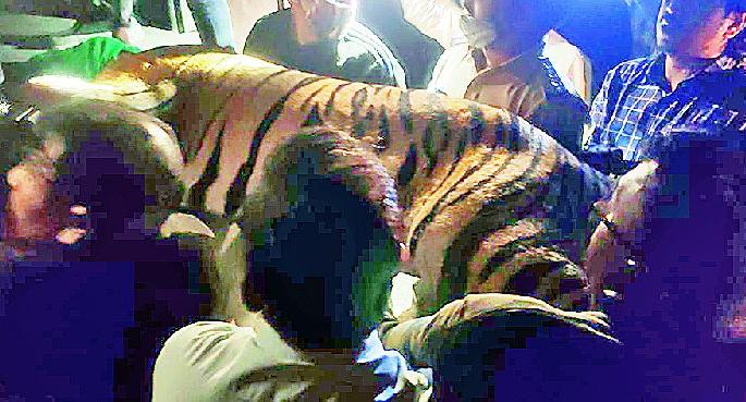 The man-eating tiger in Chandrapur power station area was finally rescued | चंद्रपूर वीज केंद्र परिसरातील 'तो' नरभक्षक वाघ अखेर जेरबंद The man-eating tiger in Chandrapur power station area was finally rescued | चंद्रपूर वीज केंद्र परिसरातील 'तो' नरभक्षक वाघ अखेर जेरबंद