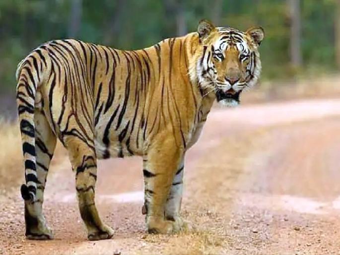 Night, darkness and tiger standing in front of the police; Thrill in Umred-Pauni-Karhandla Sanctuary | रात्रीची वेळ, किर्र अंधार.. अन् पोलिसांसमोर उभा ठाकला वाघ; उमरेड-पवनी-कऱ्हांडला अभयारण्यालगत थरार Night, darkness and tiger standing in front of the police; Thrill in Umred-Pauni-Karhandla Sanctuary | रात्रीची वेळ, किर्र अंधार.. अन् पोलिसांसमोर उभा ठाकला वाघ; उमरेड-पवनी-कऱ्हांडला अभयारण्यालगत थरार