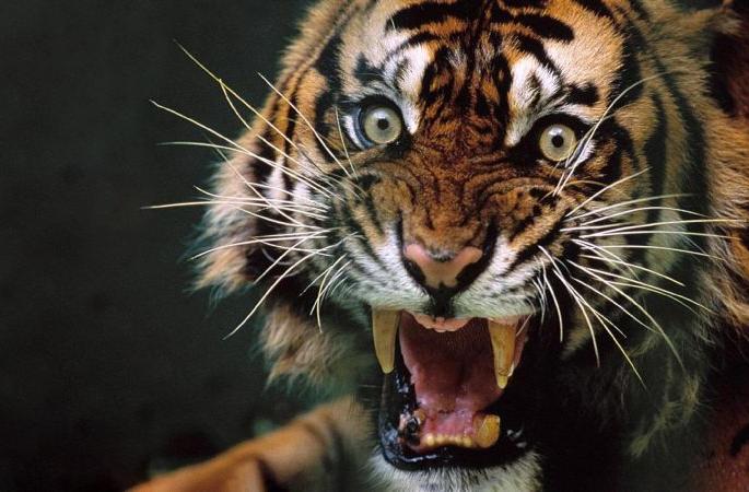 woman farmer killed in tiger attack in armori tehsil | वाघाच्या हल्ल्यात महिला शेतकरी ठार; मानेला पकडून १०० मीटर नेले फरपटत woman farmer killed in tiger attack in armori tehsil | वाघाच्या हल्ल्यात महिला शेतकरी ठार; मानेला पकडून १०० मीटर नेले फरपटत