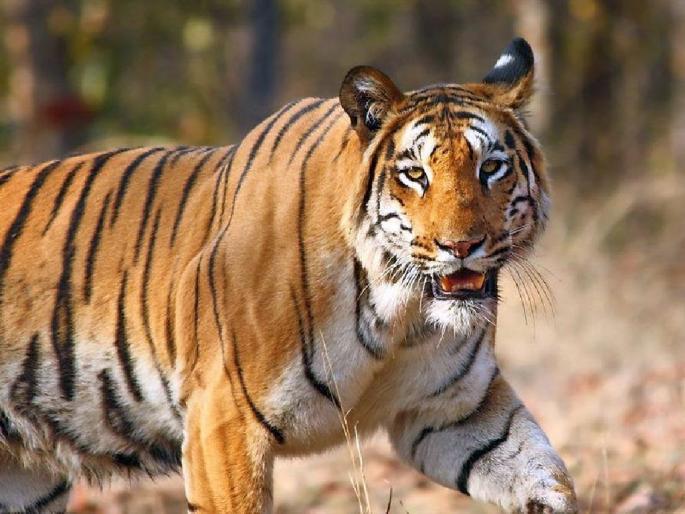 cowherd killed in tiger attack; Wani Kolar incident in Pimpri Shivar | वाघाच्या हल्ल्यात गुराखी ठार; वणीच्या कोलार पिंपरी शिवारातील घटना cowherd killed in tiger attack; Wani Kolar incident in Pimpri Shivar | वाघाच्या हल्ल्यात गुराखी ठार; वणीच्या कोलार पिंपरी शिवारातील घटना