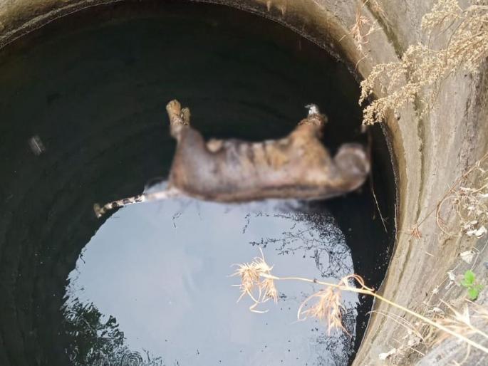 tigress dies by falling into a well in Chandrapur district | विहिरीत पडून वाघिणीचा मृत्यू; चंद्रपूर जिल्ह्यातील घटना tigress dies by falling into a well in Chandrapur district | विहिरीत पडून वाघिणीचा मृत्यू; चंद्रपूर जिल्ह्यातील घटना
