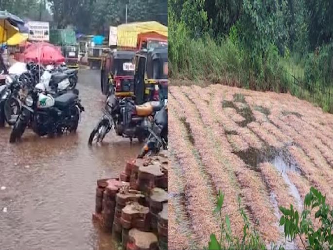 Heavy rains in Vaibhavwadi cause market collapse causing huge loss to rice farming | Sindhudurg: वैभववाडीत मुसळधार पाऊस; बाजारपेठ तुंबली, भात शेतीचे मोठे नुकसान Heavy rains in Vaibhavwadi cause market collapse causing huge loss to rice farming | Sindhudurg: वैभववाडीत मुसळधार पाऊस; बाजारपेठ तुंबली, भात शेतीचे मोठे नुकसान