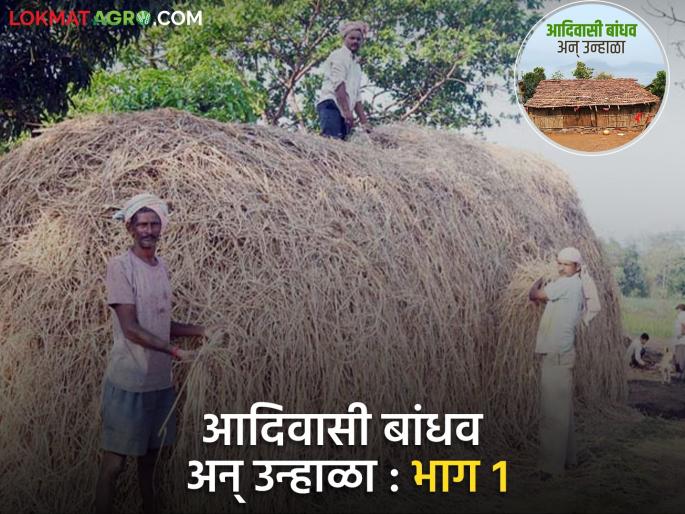 Latest News Vairan Vikas Yojana How is fodder stored for convenience of animals during monsoon | Agriculture News : पावसाळ्यात जनावरांच्या सोयीसाठी वैरणीची साठवणूक कशी केली जाते?  Latest News Vairan Vikas Yojana How is fodder stored for convenience of animals during monsoon | Agriculture News : पावसाळ्यात जनावरांच्या सोयीसाठी वैरणीची साठवणूक कशी केली जाते?