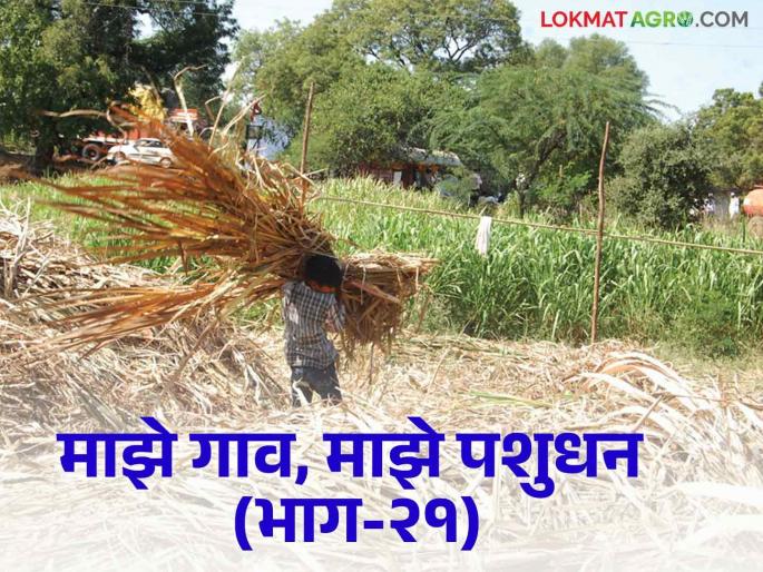 How to take care of fodder vairan with animal feed during rainy season | पावसाळ्यात पशुखाद्यासह वैरणीची कशी घ्याल काळजी How to take care of fodder vairan with animal feed during rainy season | पावसाळ्यात पशुखाद्यासह वैरणीची कशी घ्याल काळजी