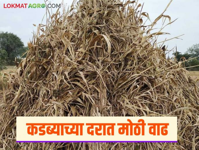 This year dry sorghum fodder kadaba is fetching double the price than sorghum; How is the price per ton being fetched? | यंदा ज्वारीपेक्षा कडब्याला मिळतोय दुप्पट भाव; टनाला कसा मिळतोय दर? This year dry sorghum fodder kadaba is fetching double the price than sorghum; How is the price per ton being fetched? | यंदा ज्वारीपेक्षा कडब्याला मिळतोय दुप्पट भाव; टनाला कसा मिळतोय दर?