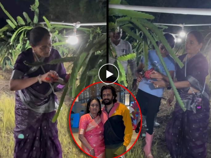 ritesh deshmukh mother vaishali deshmukh bulb light innovation farming dragon fruit deepshikha deshmukh shared video | क्या बात! रितेश देशमुखच्या आईसाहेबांनी बल्बच्या प्रकाशात घेतलं ड्रॅगन फ्रूटचं पीक; सूनबाईंना कौतुक, शेअर केला व्हिडीओ ritesh deshmukh mother vaishali deshmukh bulb light innovation farming dragon fruit deepshikha deshmukh shared video | क्या बात! रितेश देशमुखच्या आईसाहेबांनी बल्बच्या प्रकाशात घेतलं ड्रॅगन फ्रूटचं पीक; सूनबाईंना कौतुक, शेअर केला व्हिडीओ