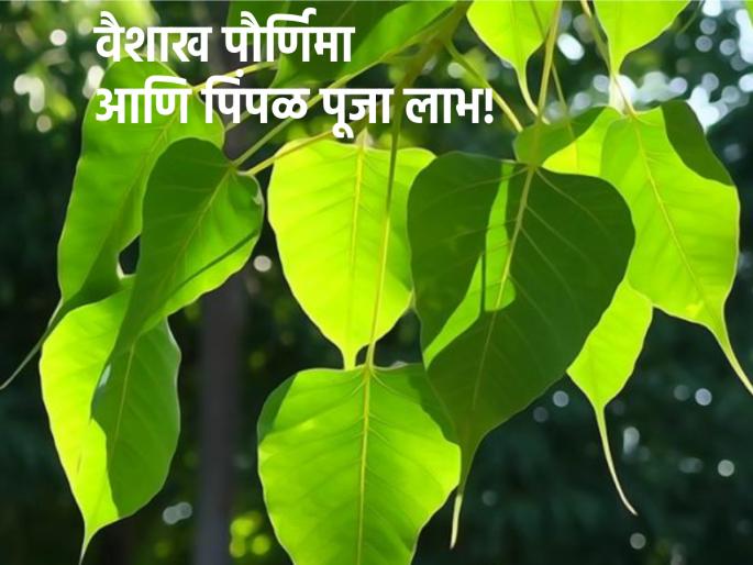 Vaishakh Purnima 2023: Why Pimpal is worshiped on Vaishakh Purnima? Know the benefits! | Vaishakh Purnima 2023: वैशाख पौर्णिमेला पिंपळाची पूजा का करतात? त्यामुळे होणारे लाभ जाणून घ्या! Vaishakh Purnima 2023: Why Pimpal is worshiped on Vaishakh Purnima? Know the benefits! | Vaishakh Purnima 2023: वैशाख पौर्णिमेला पिंपळाची पूजा का करतात? त्यामुळे होणारे लाभ जाणून घ्या!