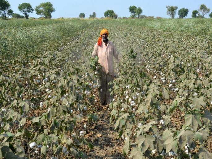 Damage to the farm due to dust on the Wakod road | वाकोद रस्त्यावर धुळीमुळे शेतमालाचे नुकसान Damage to the farm due to dust on the Wakod road | वाकोद रस्त्यावर धुळीमुळे शेतमालाचे नुकसान