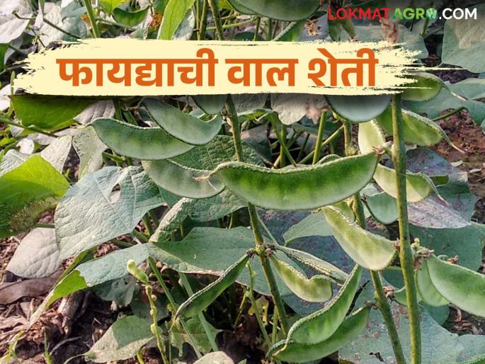 Val Lagwad : How to cultivate dolichos bean as a profitable crop with guaranteed yield | Val Lagwad : वाल हमखास उत्पन्न देणारे किफायतशीर पीक कशी कराल लागवड Val Lagwad : How to cultivate dolichos bean as a profitable crop with guaranteed yield | Val Lagwad : वाल हमखास उत्पन्न देणारे किफायतशीर पीक कशी कराल लागवड
