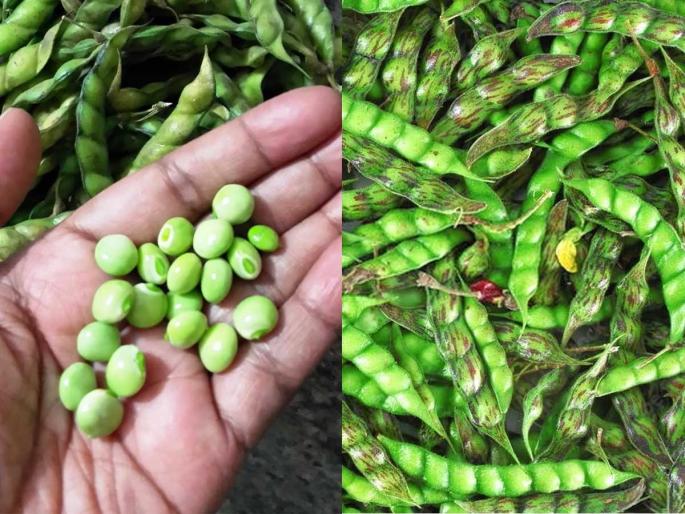 Must eat healthy and tasty turichya shenga - best food for winter, | आठवतं आजी पोटभर खाऊ घालायची तुरीच्या उकडलेल्या शेंगा? विसरु नका पारंपरिक सुपरफूड- खाण्याची भरपूर चंगळ Must eat healthy and tasty turichya shenga - best food for winter, | आठवतं आजी पोटभर खाऊ घालायची तुरीच्या उकडलेल्या शेंगा? विसरु नका पारंपरिक सुपरफूड- खाण्याची भरपूर चंगळ