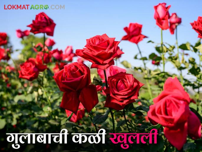 'Valentine's Day' brings a boom to rose growers; huge increase in demand for roses | 'व्हॅलेंटाईन डे'मुळे गुलाब उत्पादकांची खुलली कळी; गुलाबाच्या मागणीत मोठी वाढ 'Valentine's Day' brings a boom to rose growers; huge increase in demand for roses | 'व्हॅलेंटाईन डे'मुळे गुलाब उत्पादकांची खुलली कळी; गुलाबाच्या मागणीत मोठी वाढ