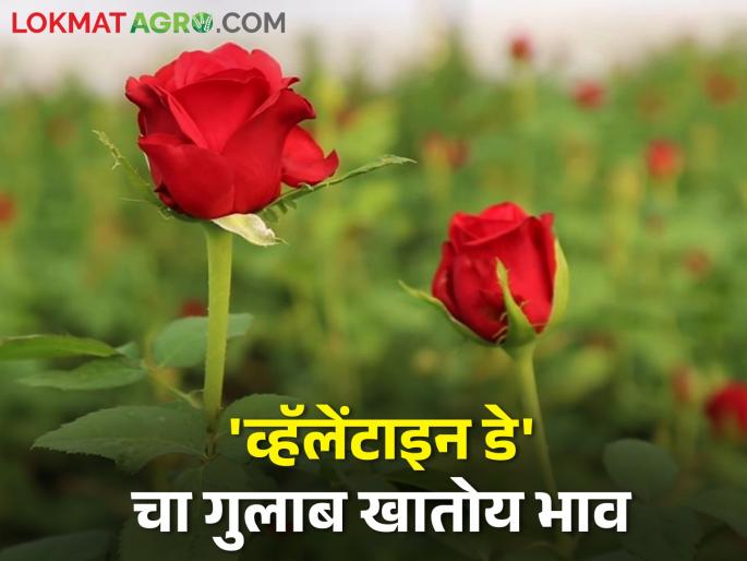 Valentine's week increased rose demand as well as arrivals; How are you getting the rate? | व्हॅलेंटाइन वीकमुळे गुलाब फुलांच्या मागणी बरोबर आवकही वाढली; कसा मिळतोय दर Valentine's week increased rose demand as well as arrivals; How are you getting the rate? | व्हॅलेंटाइन वीकमुळे गुलाब फुलांच्या मागणी बरोबर आवकही वाढली; कसा मिळतोय दर