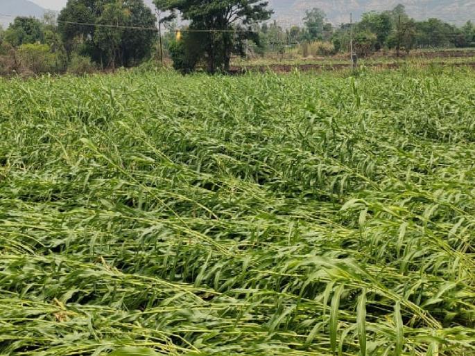 186 hectares affected by rain in Sangli district, Agriculture Minister directs for Panchnama | सांगली जिल्ह्यात १८६ हेक्टरवर वळवाचा फटका, कृषी मंत्र्यांकडून पंचनाम्याचे निर्देश