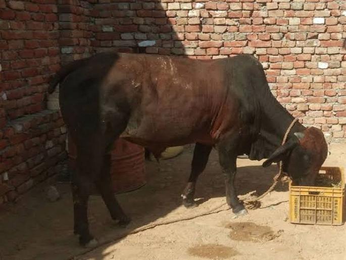 Gold jewellery swallowed by bull in Haryana | मोकाट वळूने खाल्ले सोन्याचे दागिने, आता परिवाराकडून केला जातोय 'पाहुणचार'! Gold jewellery swallowed by bull in Haryana | मोकाट वळूने खाल्ले सोन्याचे दागिने, आता परिवाराकडून केला जातोय 'पाहुणचार'!
