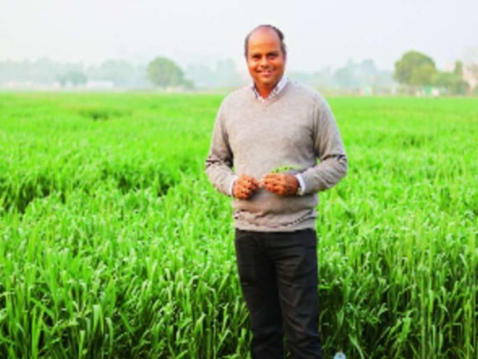 Various varieties of wheat varieties developed in the changing weather, diseases | बदलते हवामान, रोगातही तग धरणारे गव्हाचे वाण विकसित