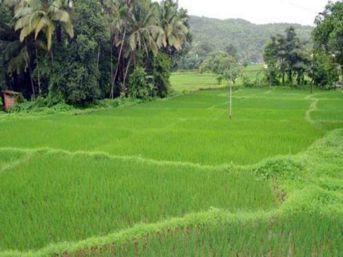 seventh Crores fund for forest farming | वन शेतीसाठी पावणेसात कोटींचा निधी seventh Crores fund for forest farming | वन शेतीसाठी पावणेसात कोटींचा निधी