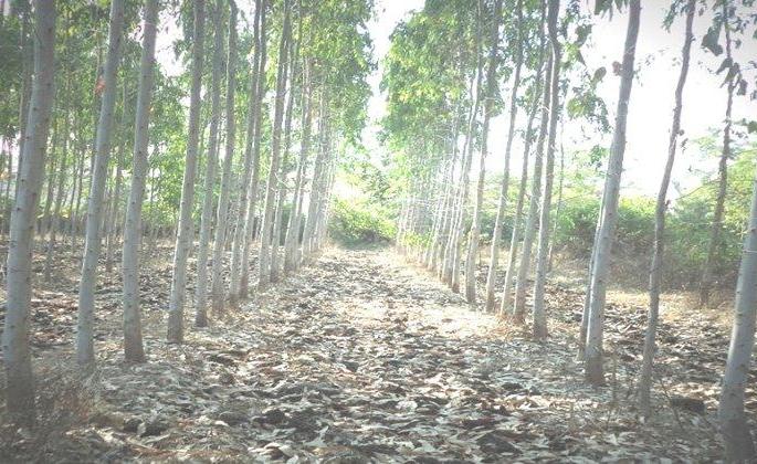 Forestry subprime; 8 thousand seedlings planted | वनशेती उपअभियान; ८ हजार रोपांची लागवड Forestry subprime; 8 thousand seedlings planted | वनशेती उपअभियान; ८ हजार रोपांची लागवड