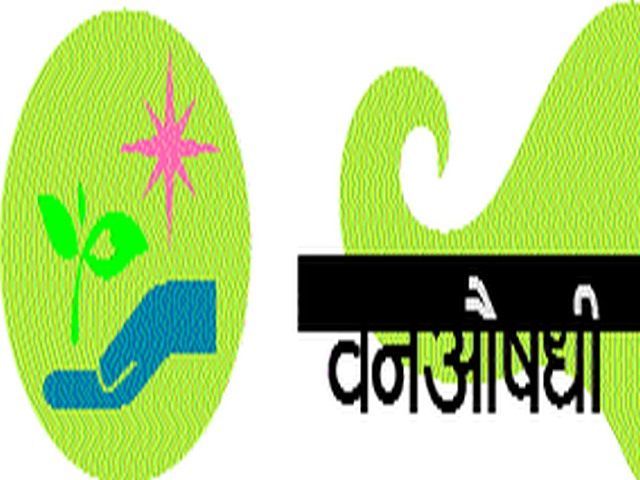 Kokum ha evergreen tree | कोकम हा सदाहरित वृक्ष Kokum ha evergreen tree | कोकम हा सदाहरित वृक्ष