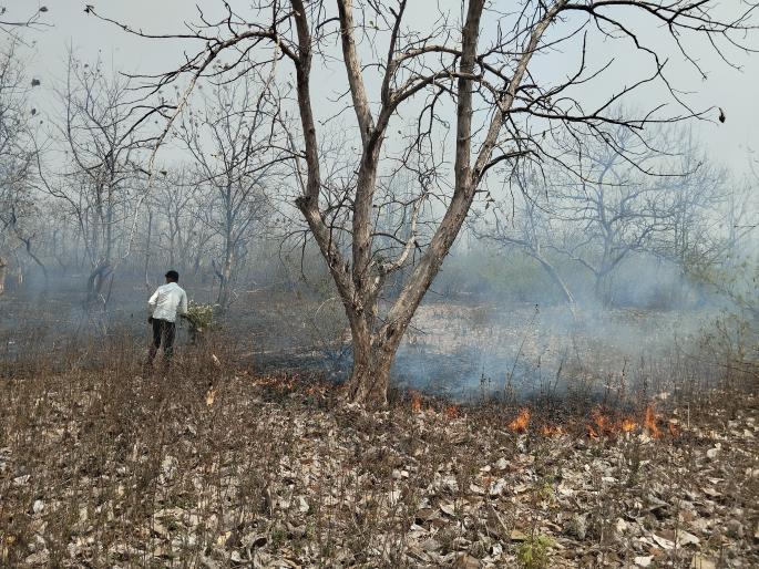 Wildfire in the forest fire for 2 hours forest resources of 6 acres destroyed | जंगलात वणवा, २ तास आग, ६ एकरातील वनसंपदा नष्ट Wildfire in the forest fire for 2 hours forest resources of 6 acres destroyed | जंगलात वणवा, २ तास आग, ६ एकरातील वनसंपदा नष्ट