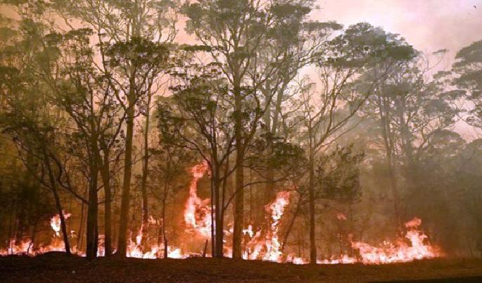 22 wildfire cases happened in Bhandara forest department during March | भंडारा वन विभागात मार्च महिन्यात वणव्याच्या २२ घटना; ५४ हेक्टर जंगलाला झळ 22 wildfire cases happened in Bhandara forest department during March | भंडारा वन विभागात मार्च महिन्यात वणव्याच्या २२ घटना; ५४ हेक्टर जंगलाला झळ