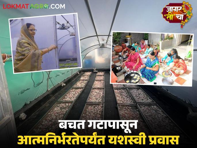 latest news Solar Drying Project: Seizing the opportunity in the recession; Giving new life to agricultural products Read Vandana Tai's successful journey in detail | Solar Drying Project : मंदीतील संधीचे सोने करत; शेतमालाला दिले नवे आयुष्य वाचा वंदना ताईंचा यशस्वी प्रवास वाचा सविस्तर latest news Solar Drying Project: Seizing the opportunity in the recession; Giving new life to agricultural products Read Vandana Tai's successful journey in detail | Solar Drying Project : मंदीतील संधीचे सोने करत; शेतमालाला दिले नवे आयुष्य वाचा वंदना ताईंचा यशस्वी प्रवास वाचा सविस्तर