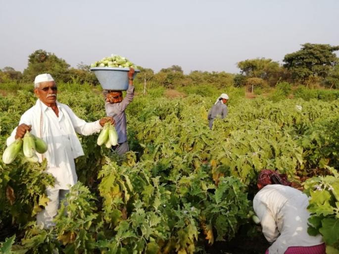 A one-acre landlord earns three lakh rupees | एक एकरात लावलेल्या भरिताच्या वांग्याला तीन लाखाचे उत्पन्न