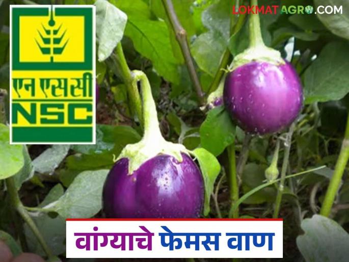 Latest News vange lagvad Plant supriya gold variety of brinjal, get bountiful harvest, buy seeds online | Vange Lagvad : वांग्याची 'ही' जात लावा, भरपूर उत्पादन मिळवा, असे खरेदी करा बियाणे 