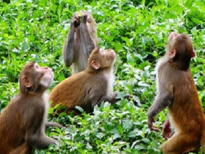 Monkeys that damage agriculture, horticulture will be caught and released in sanctuaries | वानरे, माकडे पकडून अभयारण्यात सोडणार, १५ दिवसात मोहीम सुरू होणार  Monkeys that damage agriculture, horticulture will be caught and released in sanctuaries | वानरे, माकडे पकडून अभयारण्यात सोडणार, १५ दिवसात मोहीम सुरू होणार