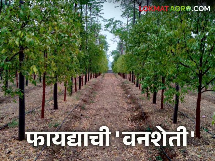 Van Sheti : What is forest farming? And what are its benefits? Find out in detail | Van Sheti : वनशेती म्हणजे काय? अन् काय आहेत त्याचे फायदे? जाणून घ्या सविस्तर