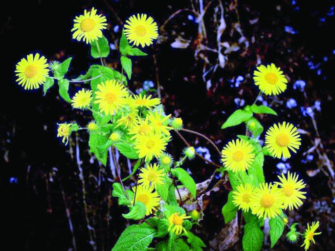 Rare plants found in the mountains of Sahyadri | सह्याद्रीच्या पर्वतरांगांमध्ये सापडली दुर्मीळ वनस्पती Rare plants found in the mountains of Sahyadri | सह्याद्रीच्या पर्वतरांगांमध्ये सापडली दुर्मीळ वनस्पती