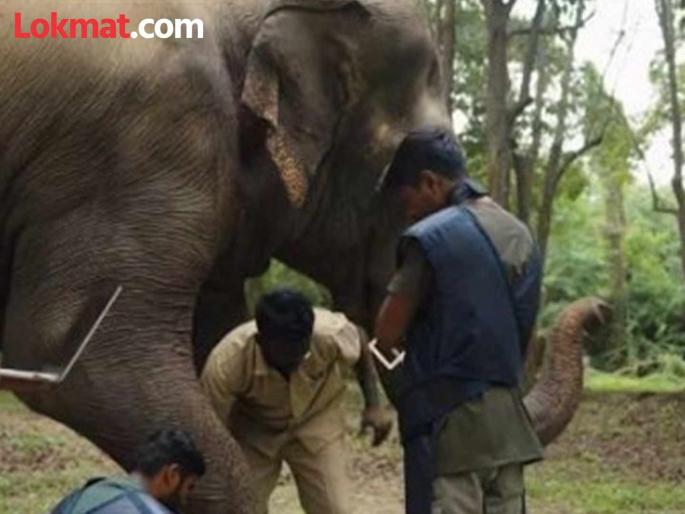 Vantara and Radhe Krishna Mandir Elephant Welfare Trust reiterate their clear and sensitive stance on the relocation of Mahadevi | वनताराचा आणि राधे कृष्ण मंदिर हत्ती कल्याण ट्रस्टचा महादेवीच्या स्थलांतराबाबत स्पष्ट आणि संवेदनशील भूमिकेचा पुनरुच्चार