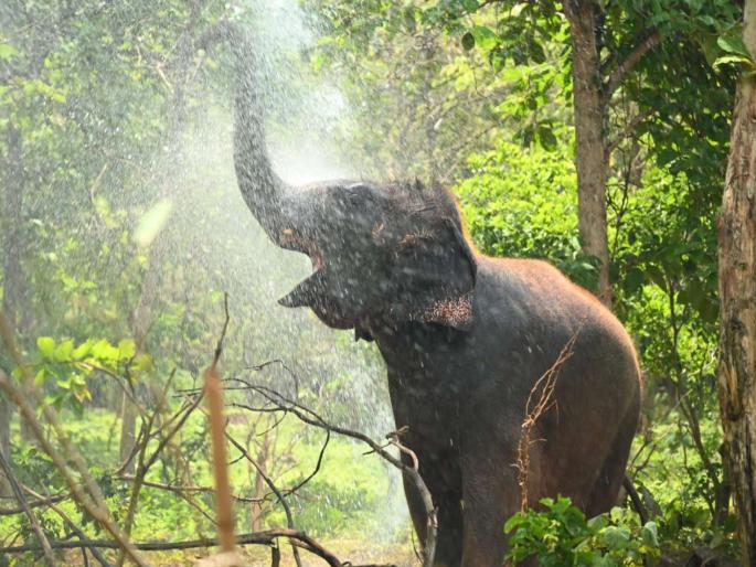 Anant Ambani brought animals from all over the world to Vantara and gave them the gift of life | हत्तीचं ॲक्युपंक्चर, बिबट्याचं रूट कॅनल अन् ICU मधील माकड