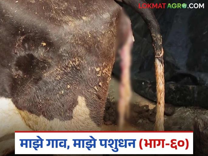 Why cows and buffaloes retention of placenta after delivery? How to solve the problem? Read in detail | गाय व म्हैस व्याल्यानंतर वार कशामुळे अडकते? कसे कराल उपाय? वाचा सविस्तर