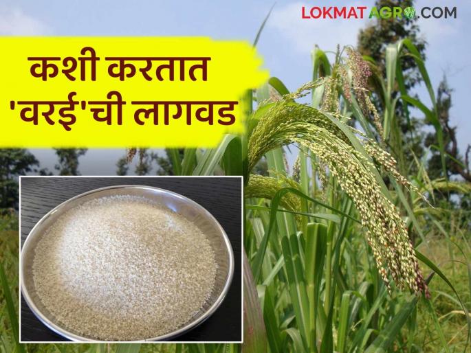 Varai Lagwad : barnyard millet is a nutritious millet crop produced in a short period of time | Varai Lagwad : कमी कालावधीत तयार होणारे पौष्टिक गुणधर्म संपन्न भरडधान्य पिक वरई Varai Lagwad : barnyard millet is a nutritious millet crop produced in a short period of time | Varai Lagwad : कमी कालावधीत तयार होणारे पौष्टिक गुणधर्म संपन्न भरडधान्य पिक वरई