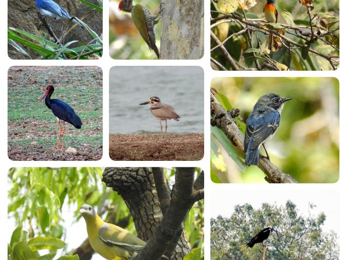 125 types of rare species of birds found in the Katepura Wildlife Sanctuary | काटेपुर्णा अभयारण्यात आढळल्या पक्ष्यांच्या १२५ प्रकारच्या दुर्मिळ प्रजाती 125 types of rare species of birds found in the Katepura Wildlife Sanctuary | काटेपुर्णा अभयारण्यात आढळल्या पक्ष्यांच्या १२५ प्रकारच्या दुर्मिळ प्रजाती