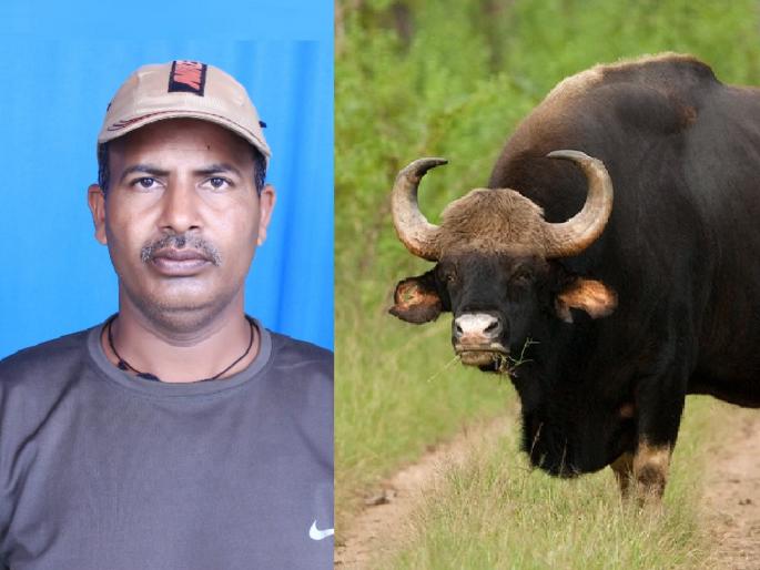 Wild boar fatally attacks farmer in Partewadi Sangli | Sangli: पार्टेवाडीत शेतकऱ्यावर रानगव्याचा जीवघेणा हल्ला, ग्रामस्थांमध्ये भीतीचे वातावरण Wild boar fatally attacks farmer in Partewadi Sangli | Sangli: पार्टेवाडीत शेतकऱ्यावर रानगव्याचा जीवघेणा हल्ला, ग्रामस्थांमध्ये भीतीचे वातावरण