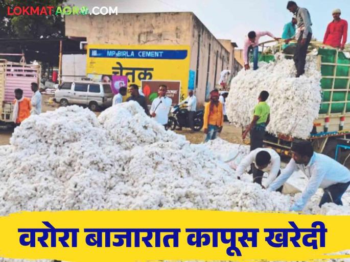 Cotton Market: What was the price of cotton on the first day in Varora market? Read in detail | Cotton Market : वरोरा बाजारात पहिल्या दिवशी कापसाला काय भाव मिळाला? वाचा सविस्तर Cotton Market: What was the price of cotton on the first day in Varora market? Read in detail | Cotton Market : वरोरा बाजारात पहिल्या दिवशी कापसाला काय भाव मिळाला? वाचा सविस्तर