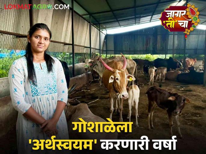 Varsha's Desi Cow Goshala: Read an inspiring success story of a varsha who making a Cowshala self-sustaining through an organic project | Varsha's Desi Cow Goshala : सेंद्रिय प्रकल्पातून गोशाळेला स्वयंअर्थपूर्ण करणाऱ्या वर्षाची वाचा प्रेरणादायी यशकथा Varsha's Desi Cow Goshala: Read an inspiring success story of a varsha who making a Cowshala self-sustaining through an organic project | Varsha's Desi Cow Goshala : सेंद्रिय प्रकल्पातून गोशाळेला स्वयंअर्थपूर्ण करणाऱ्या वर्षाची वाचा प्रेरणादायी यशकथा