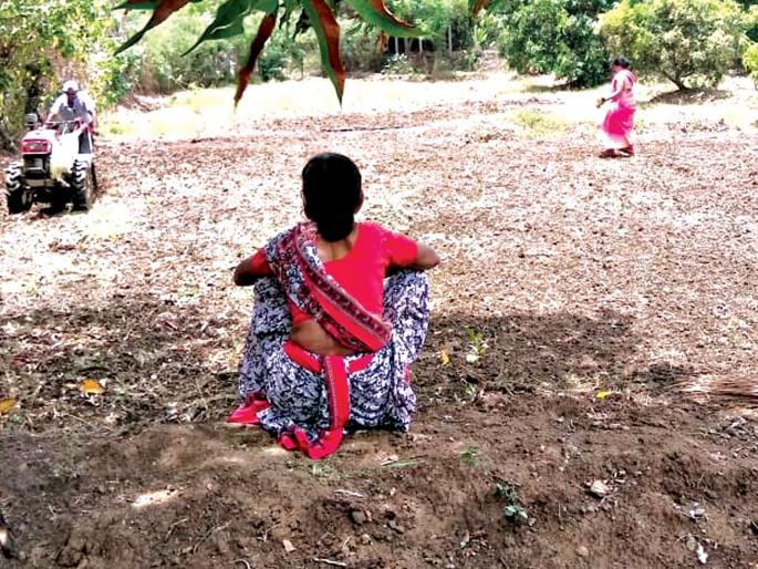 Start the sowing of rice in Vasai taluka | वसई तालुक्यात भात पेरण्यांची लगबग सुरू Start the sowing of rice in Vasai taluka | वसई तालुक्यात भात पेरण्यांची लगबग सुरू