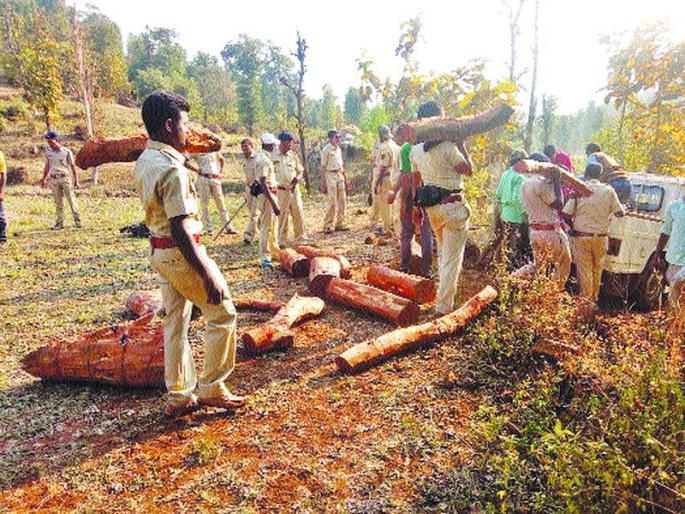 Challenge to prevent smuggling; driving, owner, smugglers, escape | खैरांची तस्करी रोखण्याचे आव्हान;वाहनचालक, मालक, तस्कर जातात निसटून Challenge to prevent smuggling; driving, owner, smugglers, escape | खैरांची तस्करी रोखण्याचे आव्हान;वाहनचालक, मालक, तस्कर जातात निसटून