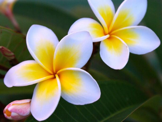 The saint in whose life spring blooms; Beautiful description of spring P.P. In the words of Athavale Shastri! | ज्याच्या जीवनात वसंत फुलतो, तो संत; वसंत ऋतूचे मनोहारी वर्णन प.पु. आठवले शास्त्री यांच्या शब्दांत! The saint in whose life spring blooms; Beautiful description of spring P.P. In the words of Athavale Shastri! | ज्याच्या जीवनात वसंत फुलतो, तो संत; वसंत ऋतूचे मनोहारी वर्णन प.पु. आठवले शास्त्री यांच्या शब्दांत!