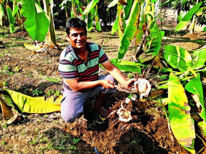 Cardamom banana graysley fungi | वेलची केळीला ग्रासले बुरशीने